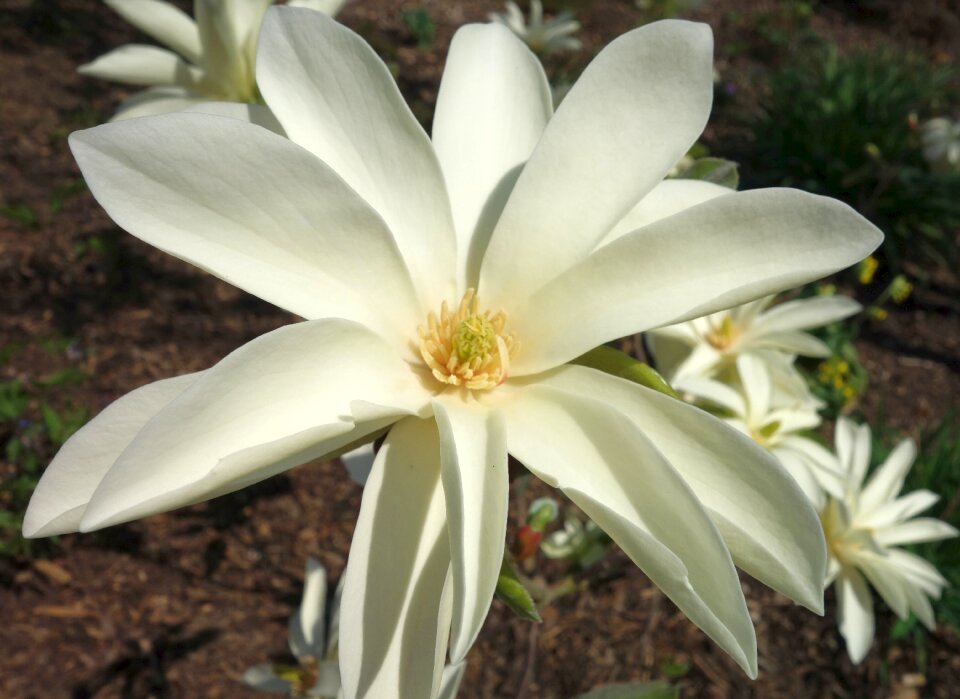 Garden blossom bloom