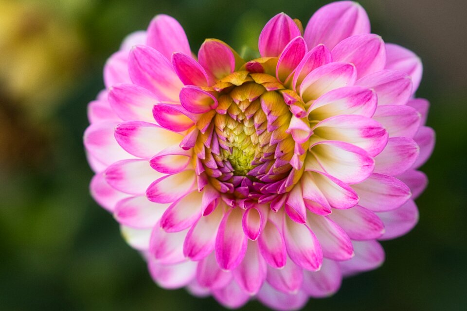 Blossom bloom nature