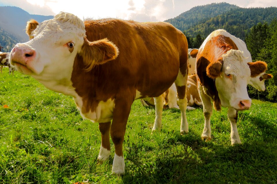 Farm agriculture pasture