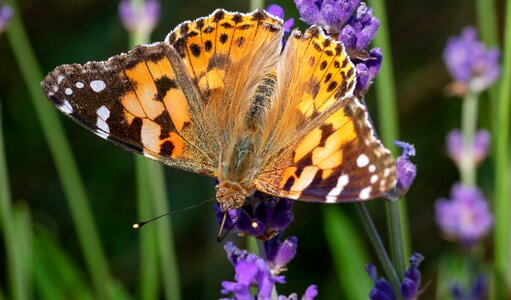 Edelfalter nectar suck foraging