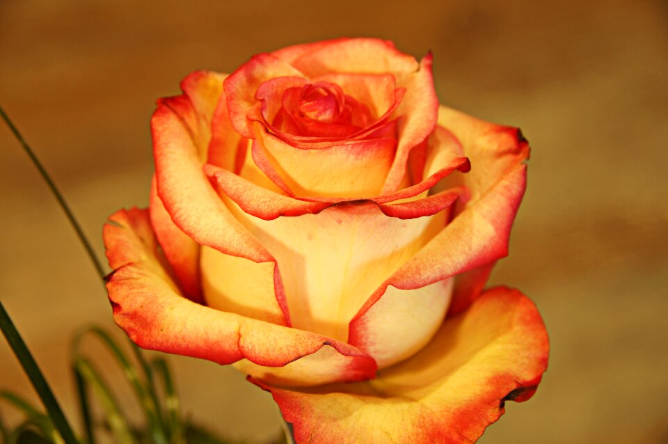 Petal affection orange