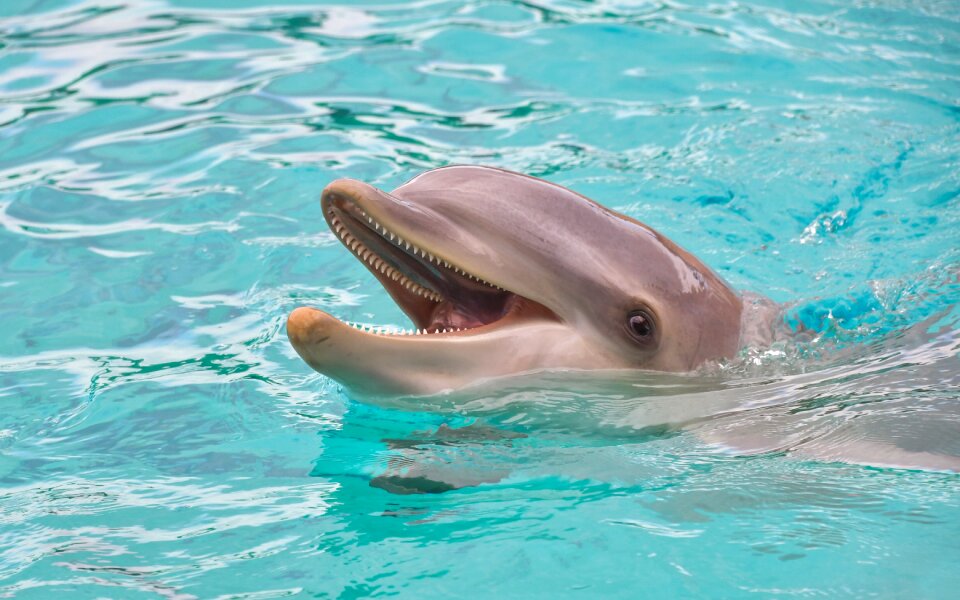 Water marine mammal cetacean