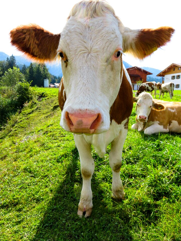 Farm agriculture pasture