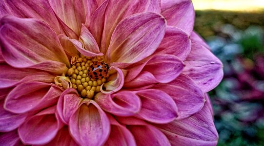 Dahlias asteraceae flower garden