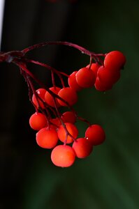 Berry autumn fruit photo
