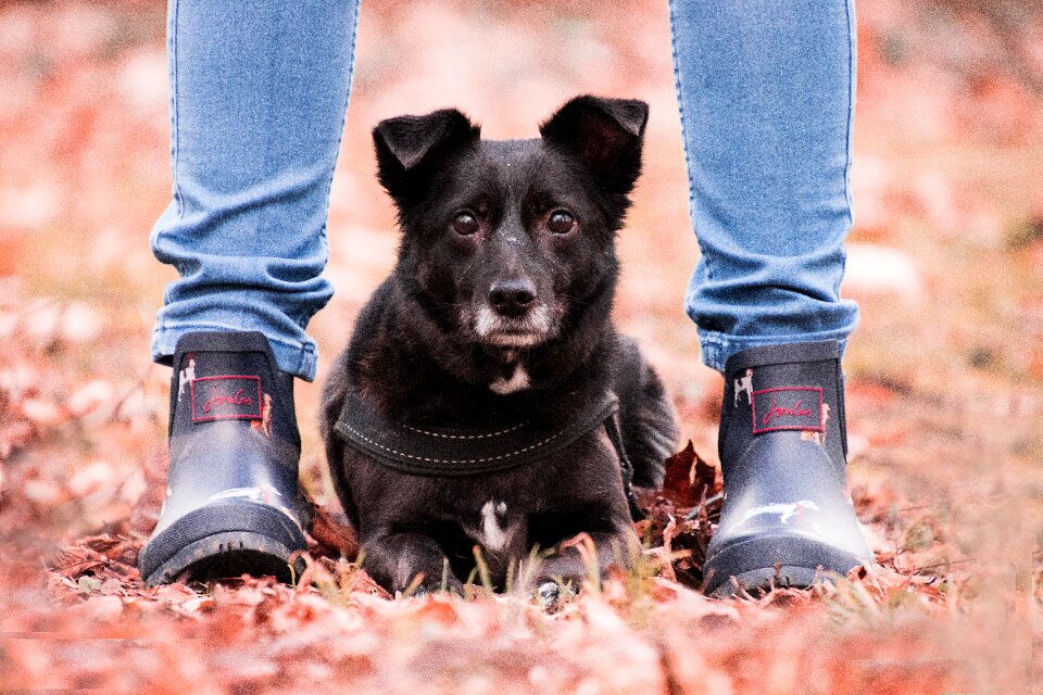 Hybrid legs feet photo