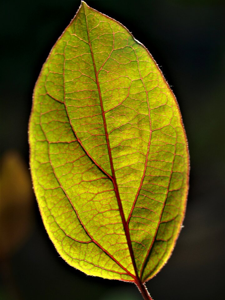 Flora nature growth