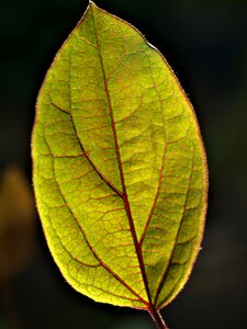 Flora nature growth