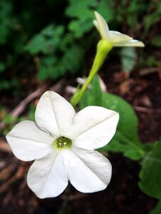 White flower garden nature