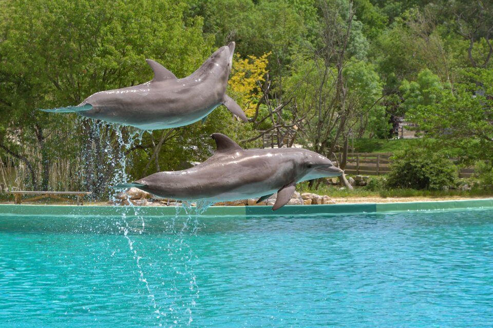 Water marine mammal cetacean