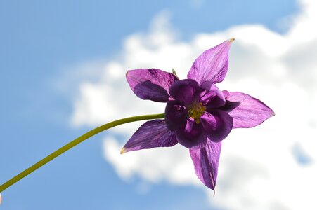 Flower summer lilac