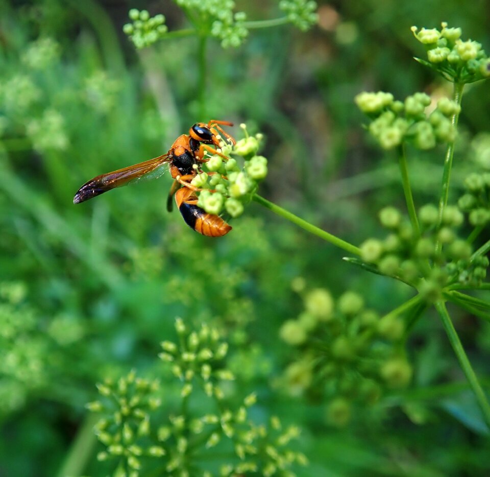 Insect garden nature