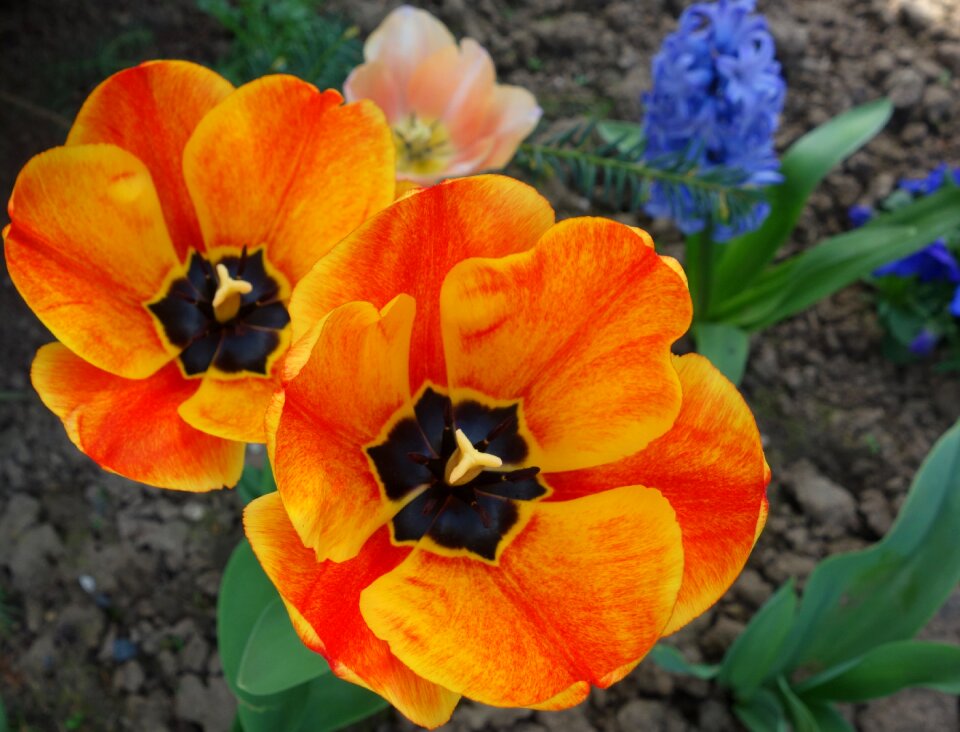 Plant leaf tulip