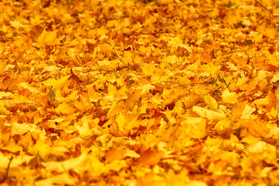 Autumn fall orange leaf