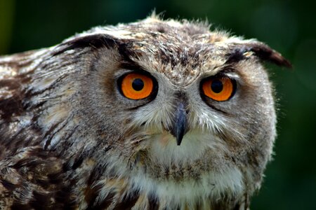 Animal feather owl photo