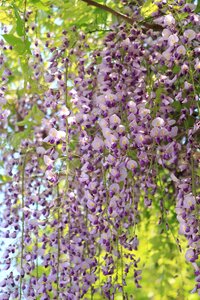 Garden seasonal summer