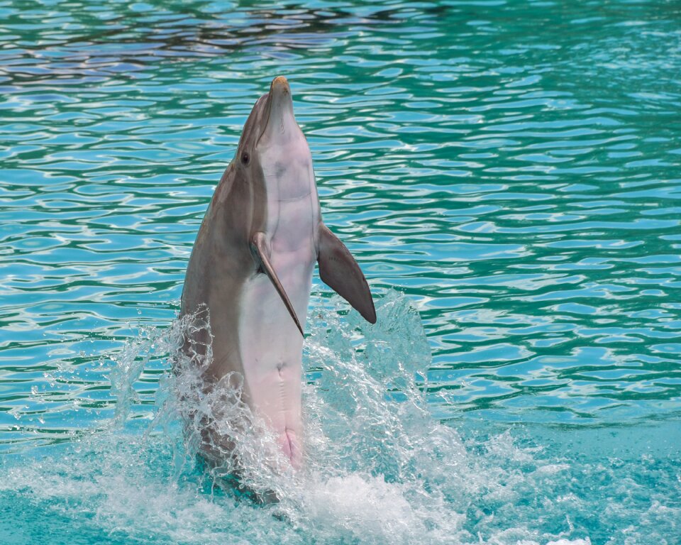Happy water marine mammal