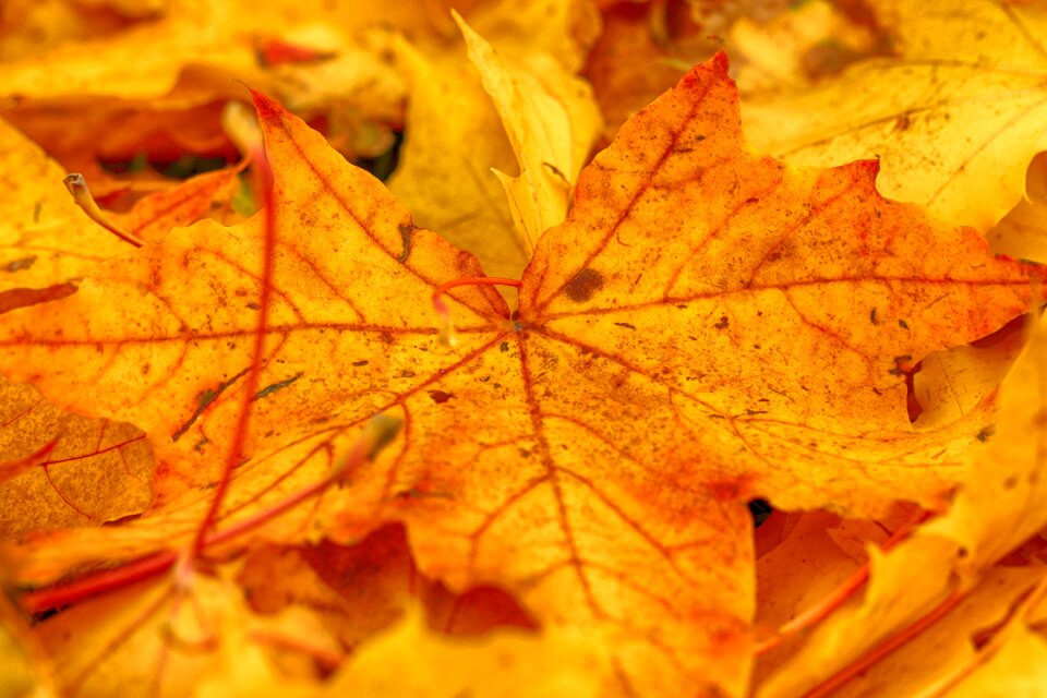 Autumn fall orange leaf