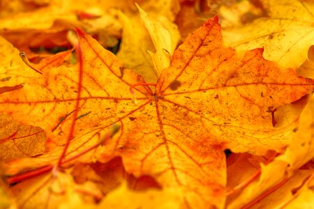 Autumn fall orange leaf photo