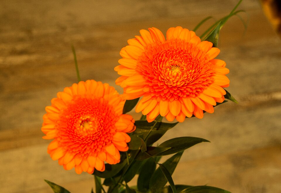 Summer floral orange