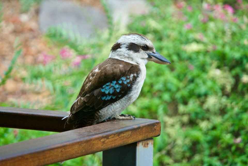 Resting blue wing wildlife