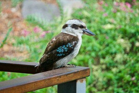 Resting blue wing wildlife