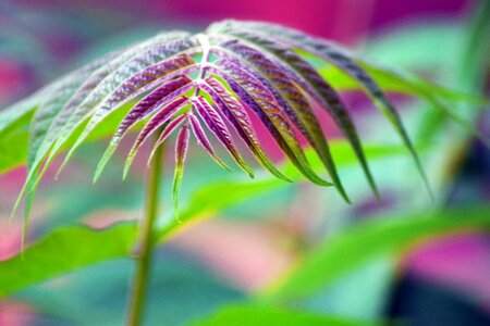 Green summer plants ornamental plants