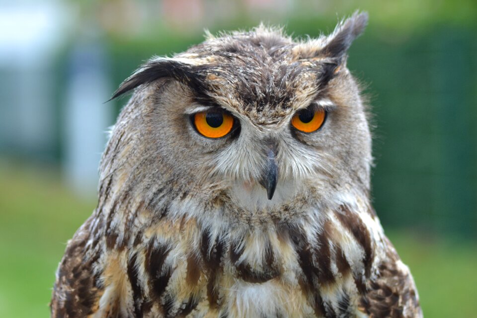 Owl avian predator