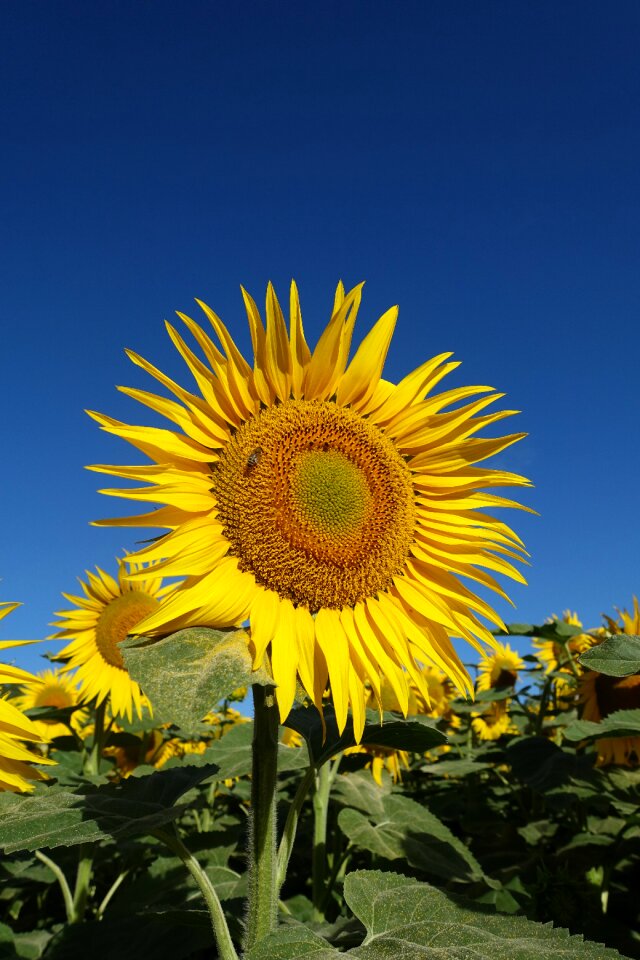Bloom plant agriculture