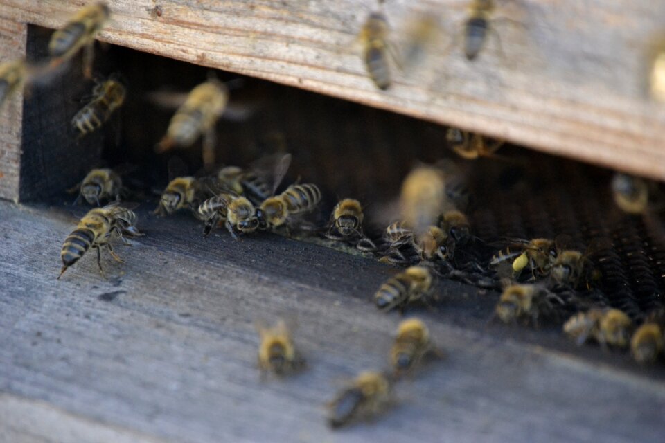 The hive letáč bee-keeping
