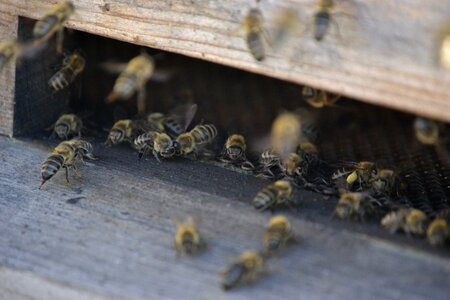 The hive letáč bee-keeping