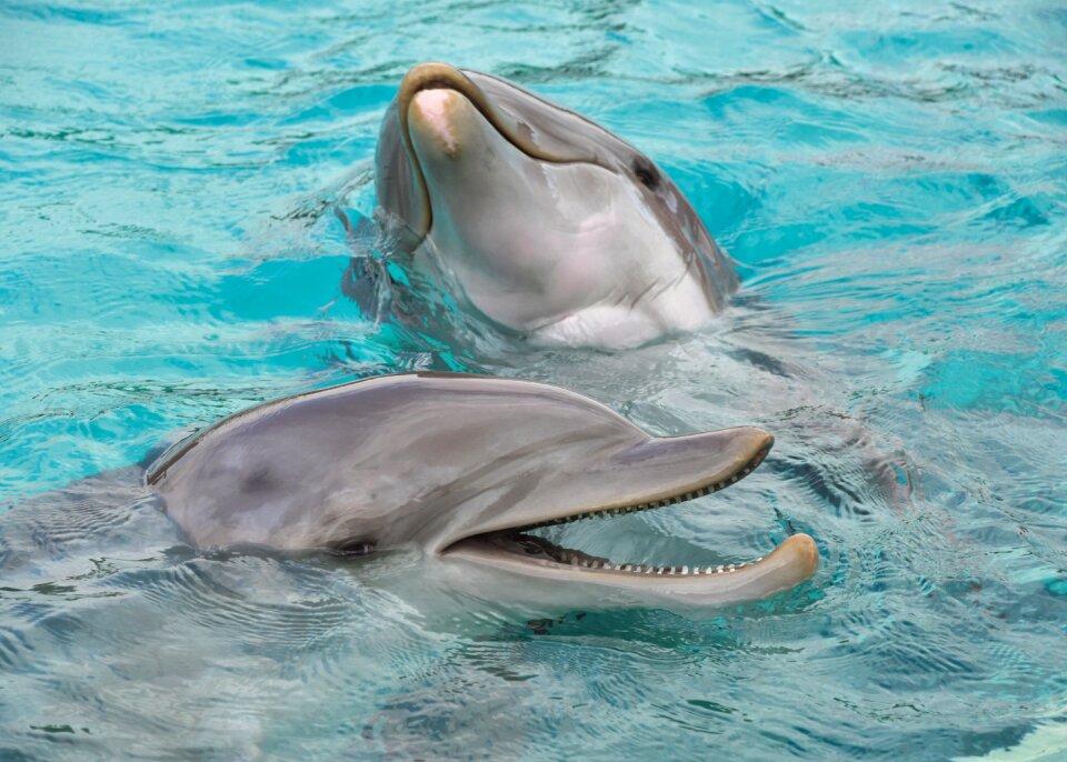 Water marine mammal cetacean