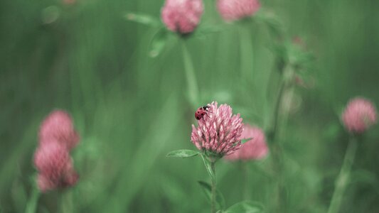 Ladybug clover insect