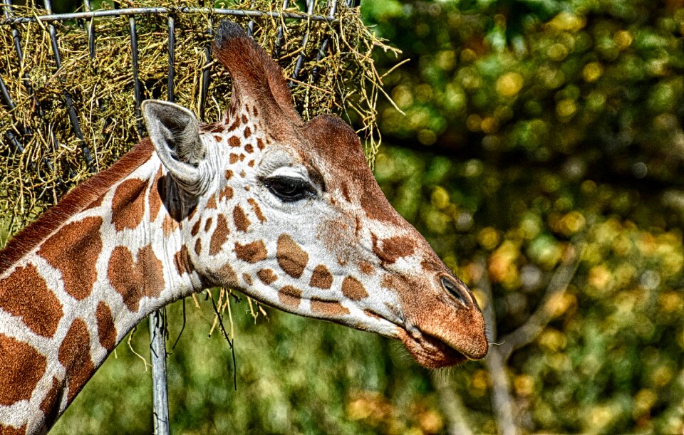 Animal portrait wild animal tierpark hellabrunn