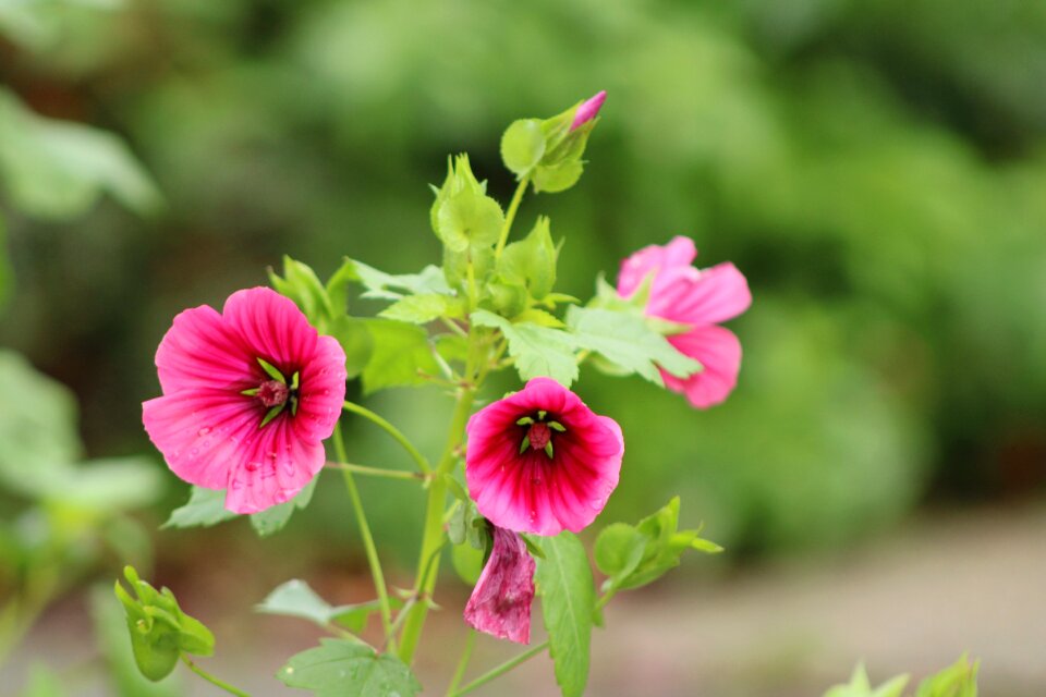 Garden nature pink