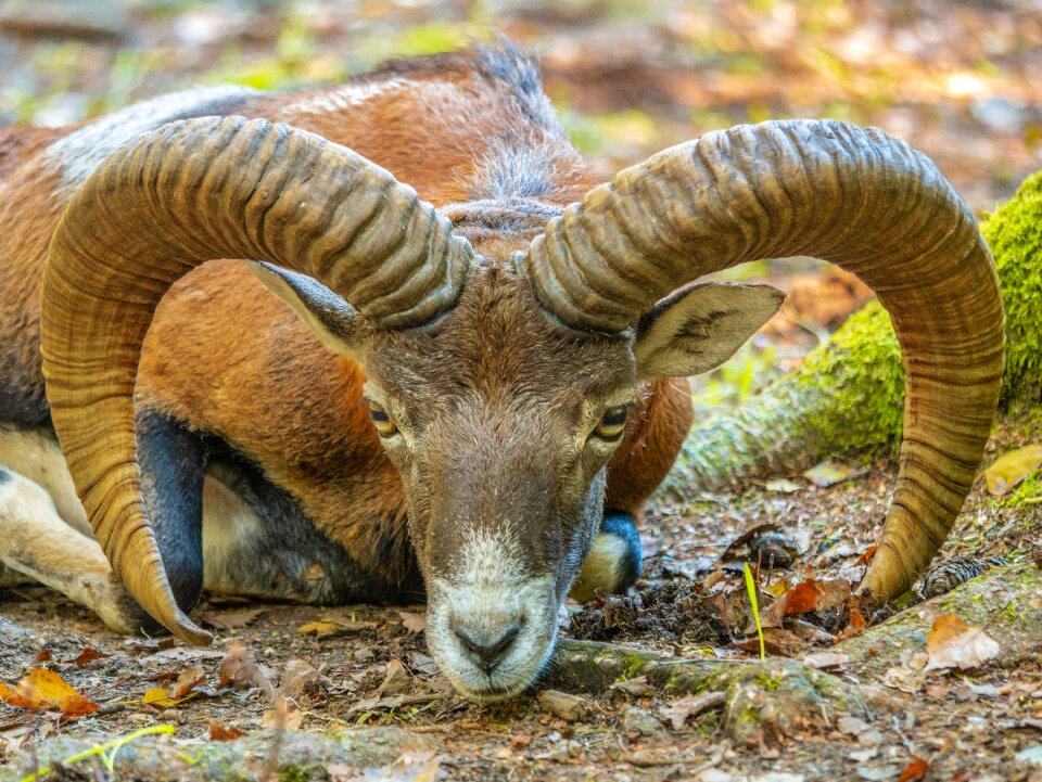 Mouflon horns horned