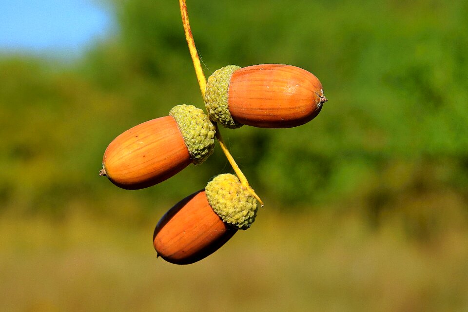 Acorns end of the summer nature
