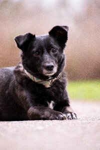 Hybrid animal mammal
