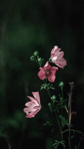 Grass outdoors blossom
