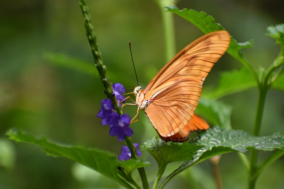 Bug's orange green butterfly