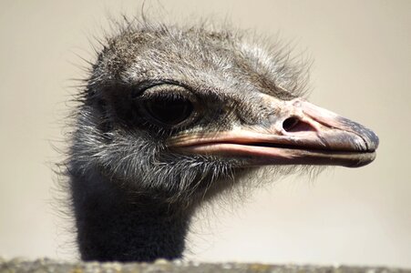 Bird bill head