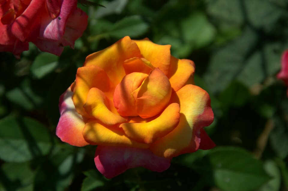 Rosa flower garden