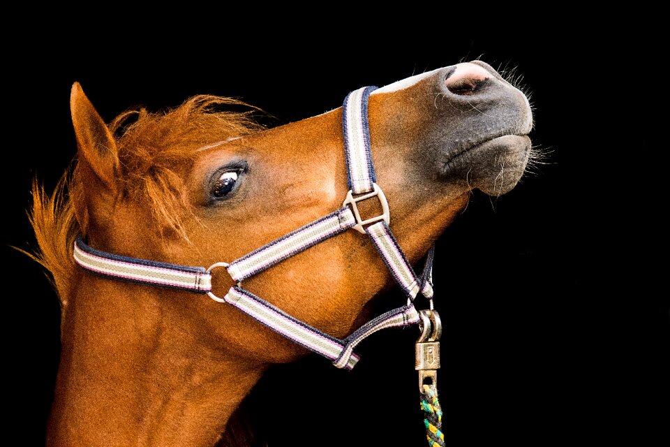 Fuchs halter portrait