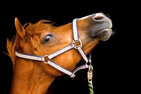 Fuchs halter portrait photo