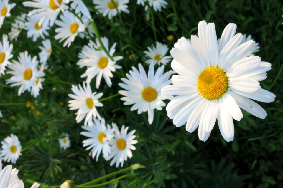 Daisy spring field