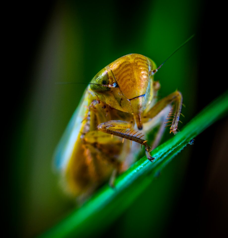 Insect bespozvonochnoe for ordinary high rot leafhopper