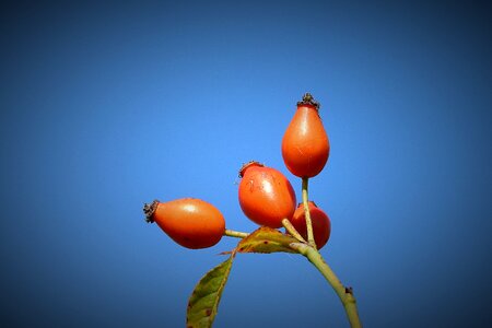 Figure end of the summer sprig