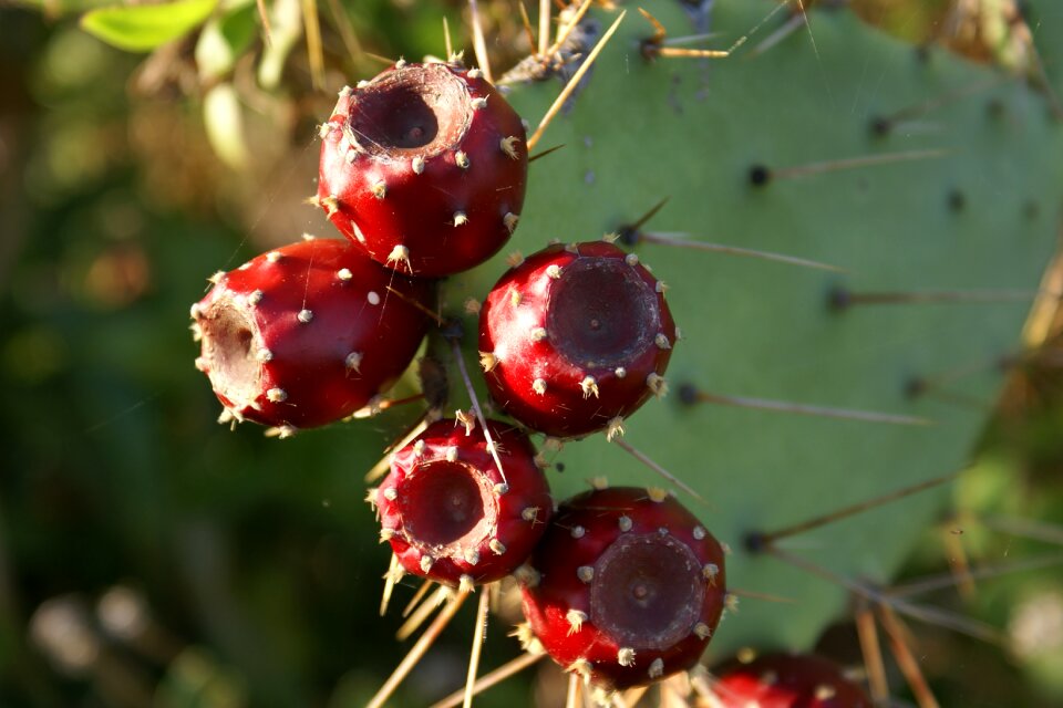 Plant prickly pear spur