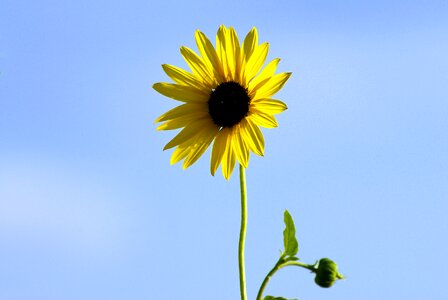 Yellow bloom summer