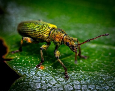 Coleoptera beetle weevil